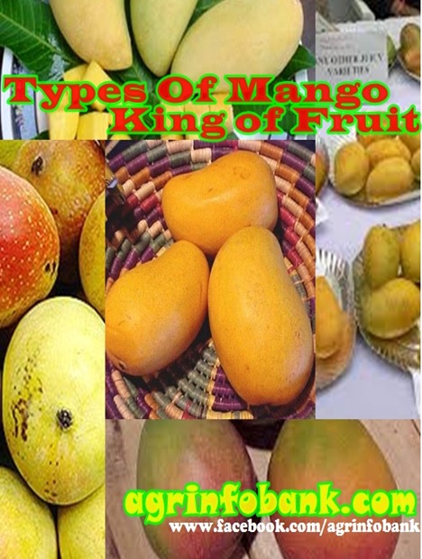 Types Of Mango - King of Fruit