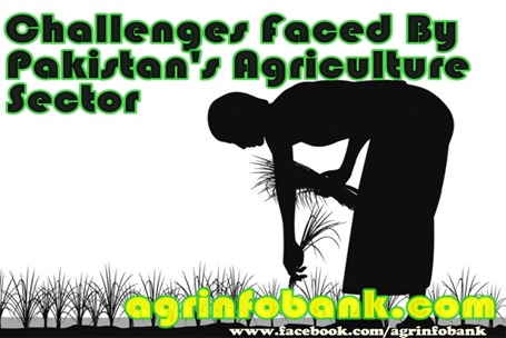 Challenges Faced By Pakistan's Agriculture Sector