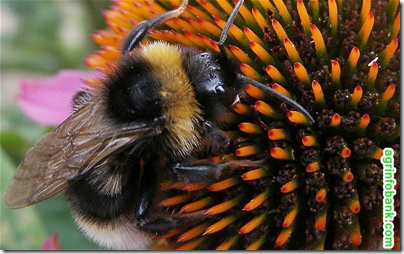 Importing bumblebees for farming and gardening is spreading disease