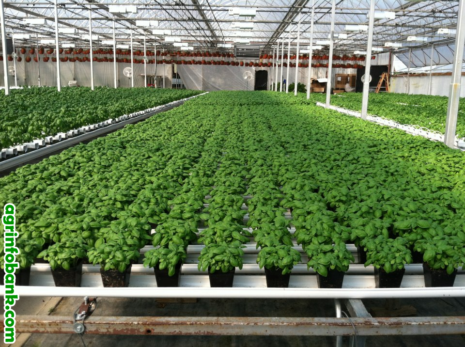 Hydroponics — Its history and use in barren land ...