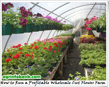 How to Run a Profitable Wholesale Cut Flower Farm