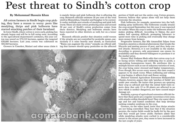 Pest threat to Sindh`s cotton crop