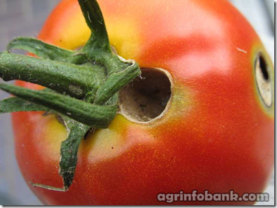 Top 5 pests of tomato