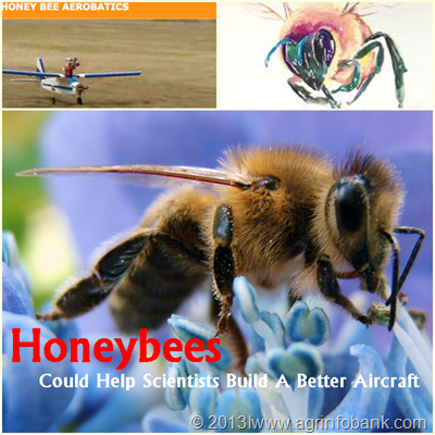 Honeybees Could Help Scientists Build A Better Aircraft