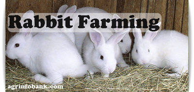 Rabbit Farming I agrinfobank.com