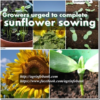 Growers urged to complete sunflower sowing